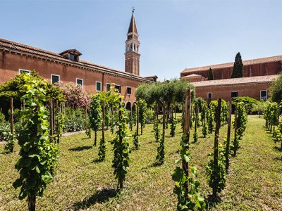 Making wine in Venice is a very exclusive affair