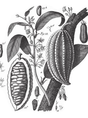 Yolo Related Posts Test – The Case for Chocolate: A Delicious Art Form