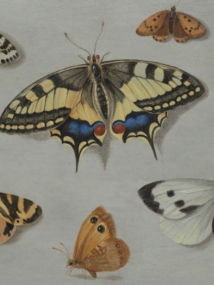 The butterfly effect in art