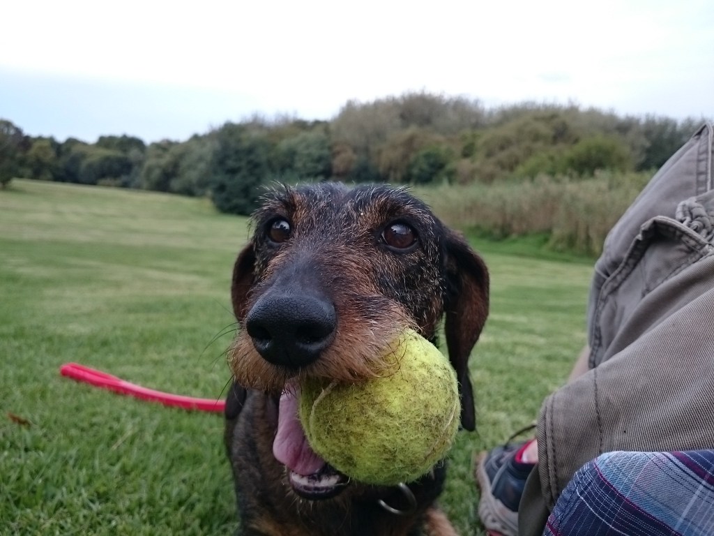 Dog with ball