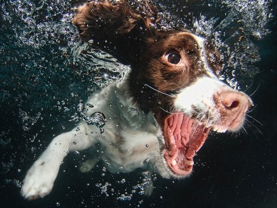 Diving dog