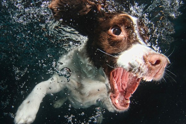 Diving dog
