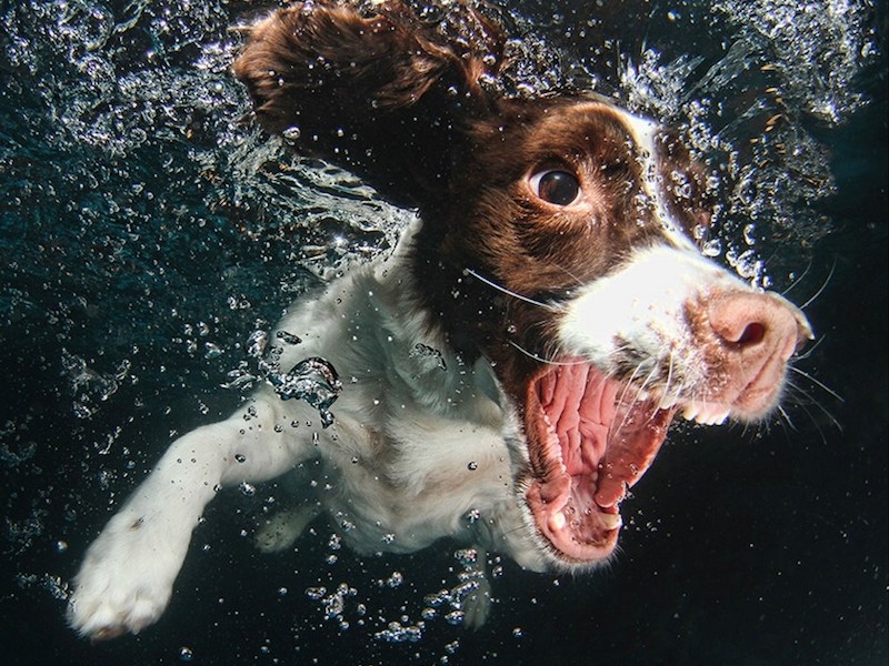 Diving dog
